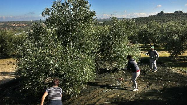 Jaén, de la cola en obra pública a la última en crecimiento…pero ¡bendita aceituna!